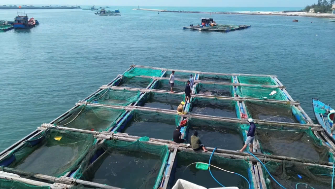 李山島石斑魚大規模死亡,養殖戶損失數十億越南盾