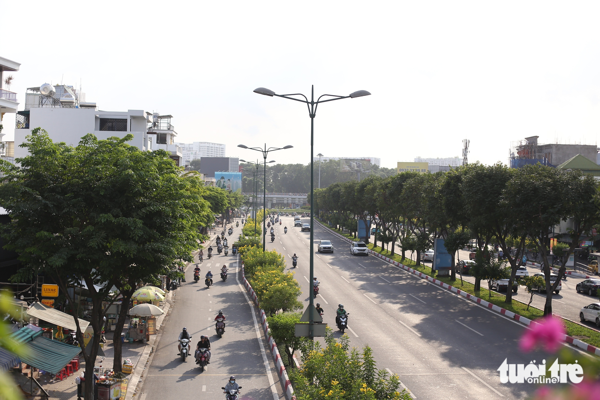 黃鐘花在胡志明市多條街道上綻放