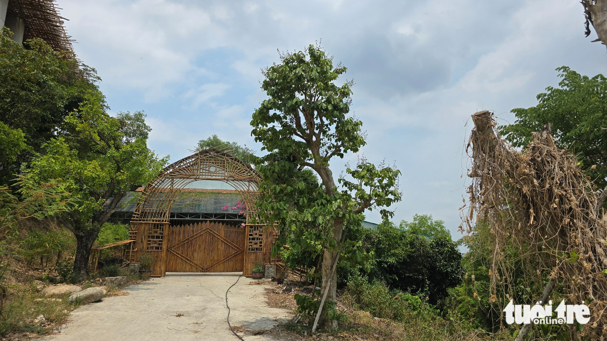 防護林被“切割”在山坡上建造房屋用於旅遊的問題