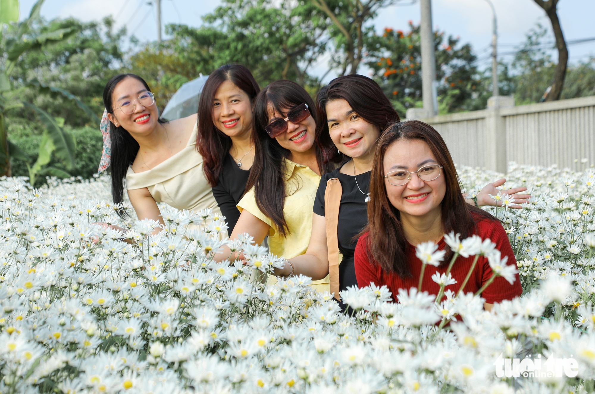 反季節雛菊花園吸引遊客在峴港市中心打卡