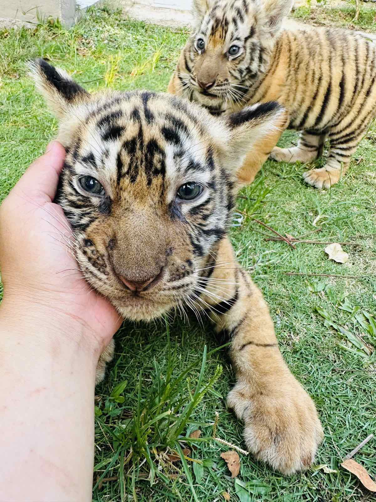 歸仁FLC動物園的孟加拉虎產下三隻可愛幼崽