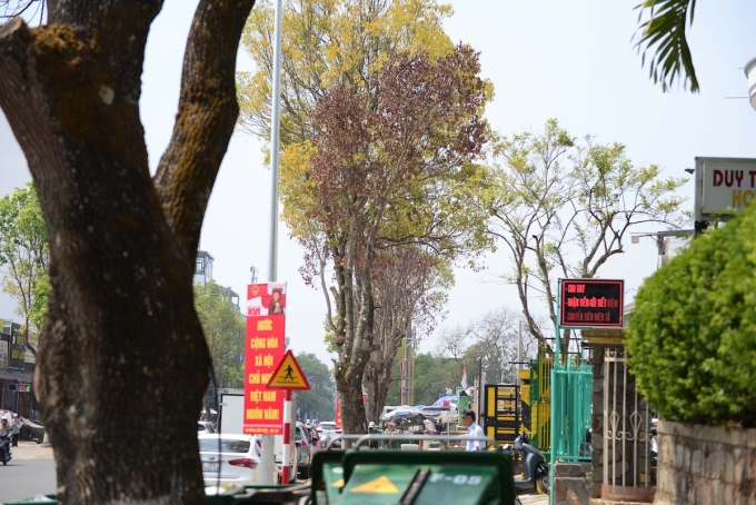 大叻一系列古樹在修路後乾枯死亡