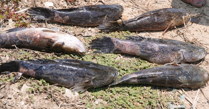 金目鱸和筍殼魚大量死亡,靠近金甌機場項目