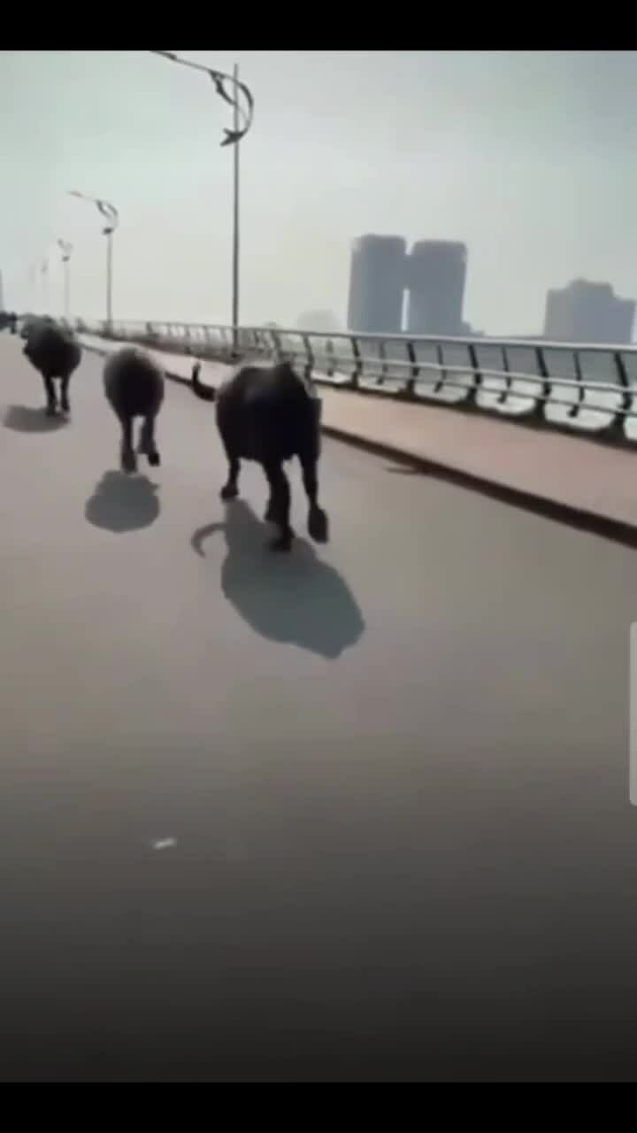 八頭水牛在峴港街頭引發騷亂
