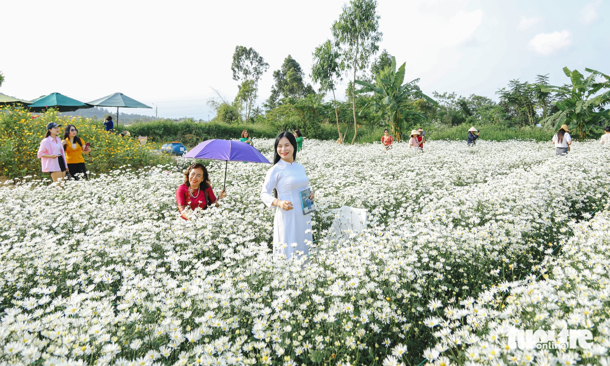 反季節雛菊花園吸引遊客在峴港市中心打卡