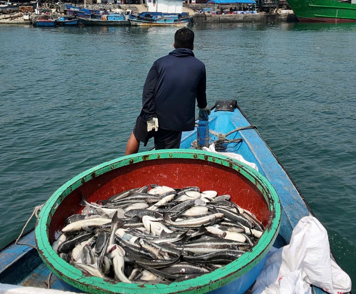 越南廣義省李山島網箱養殖超過90噸石斑魚因‘機會性細菌’爆發而死亡
