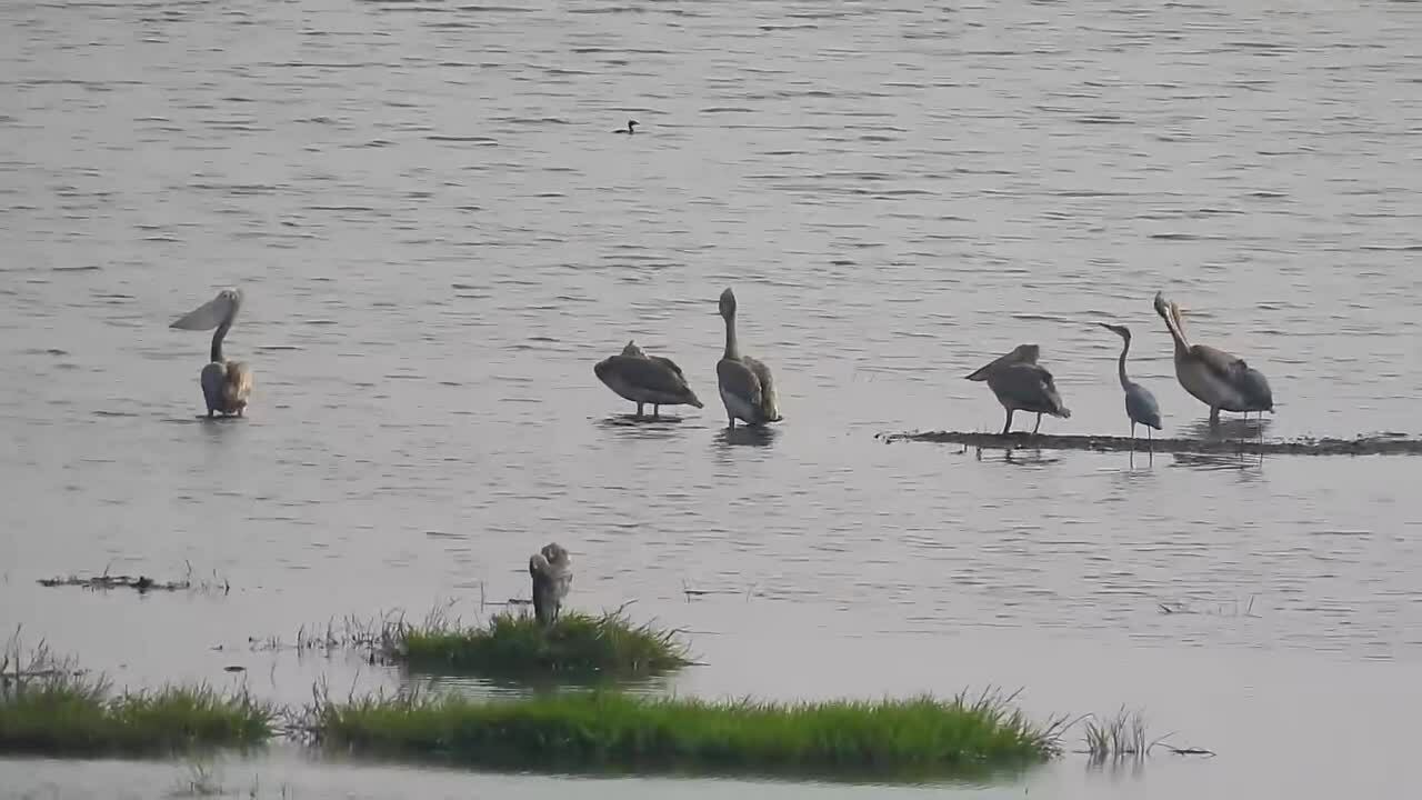 珍稀鵜鶘多年後重返茶榮國家公園