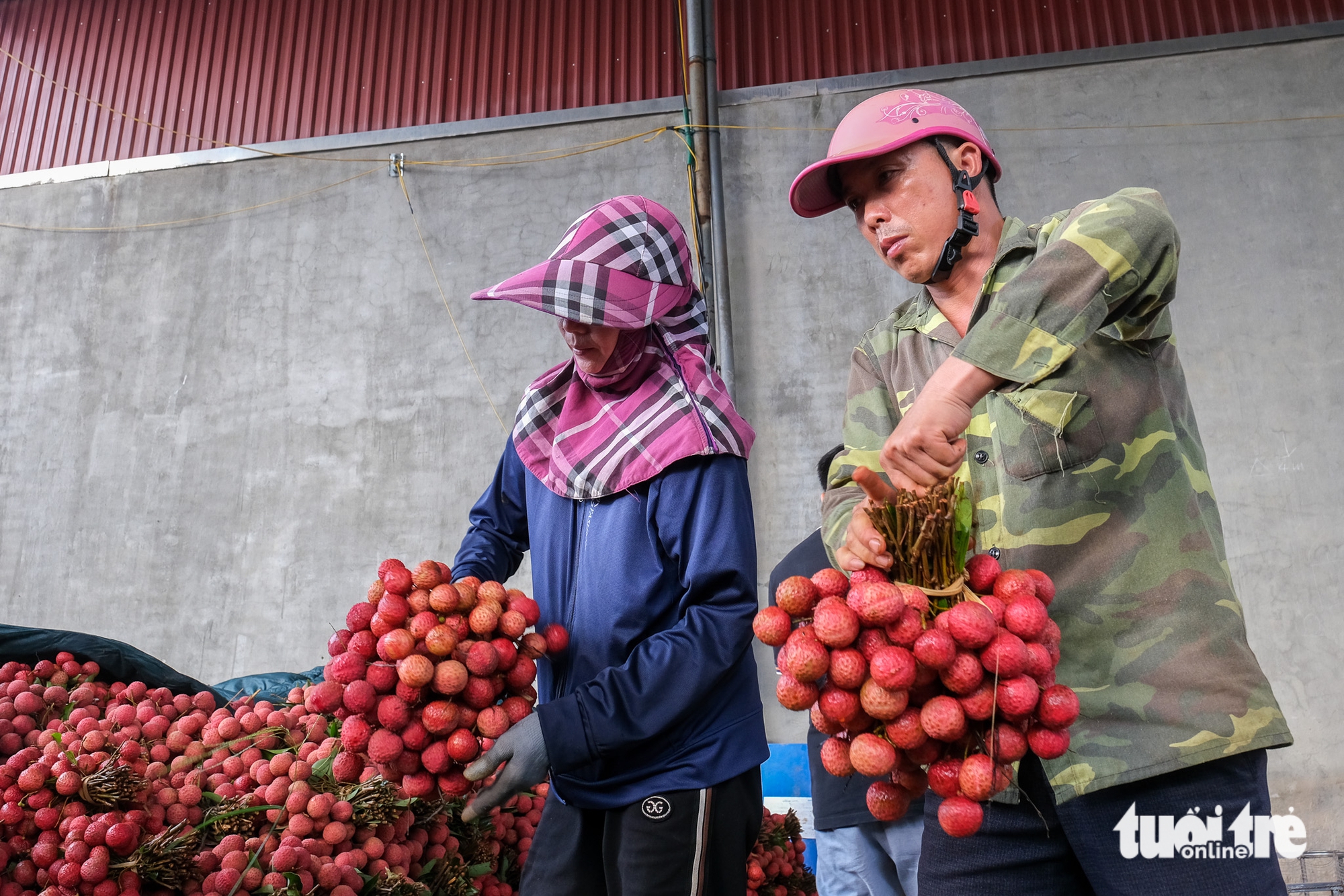 荔枝之都面臨旺季:擔憂產量下降,決心保持質量