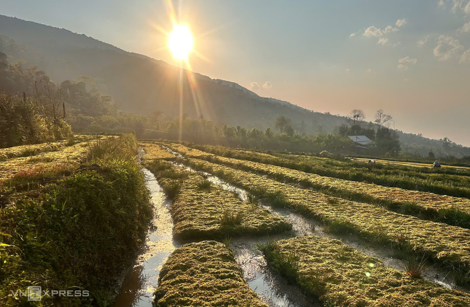在海拔2000多米的伊堤種植苔蘚