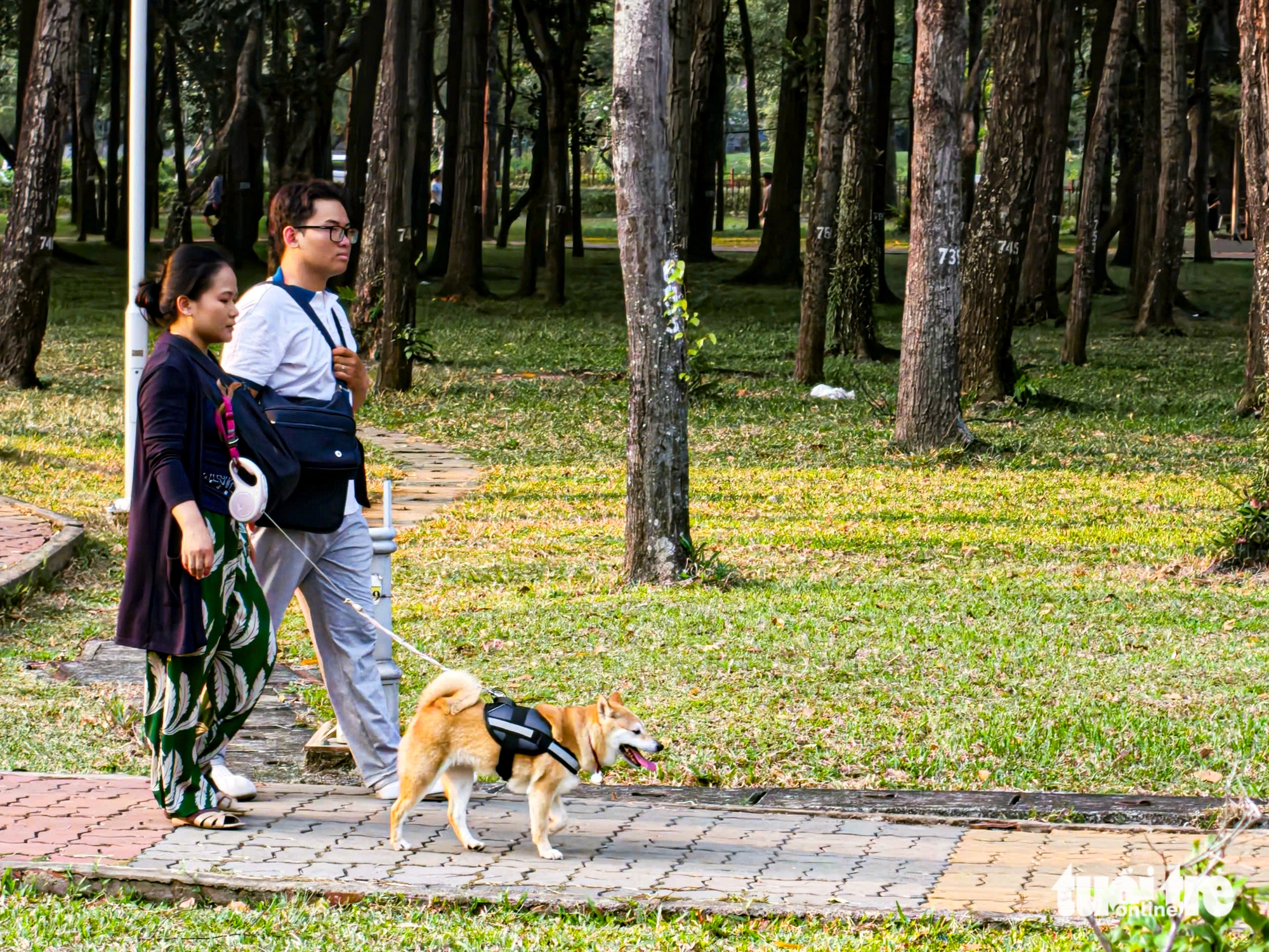 嘉定公園內到處可見未拴繩、未戴嘴套的狗亂跑