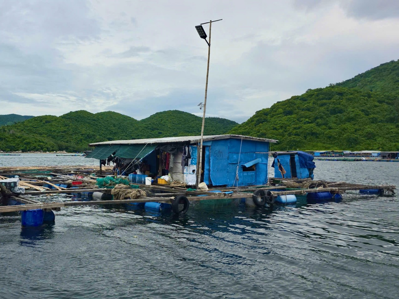 要求將水產養殖網箱從雲羅灣遷出