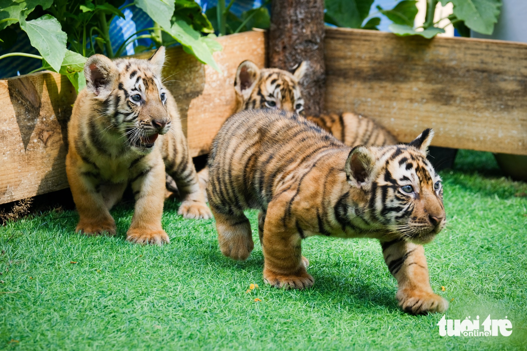 聽講歸仁FLC動物園孟加拉虎產崽的故事
