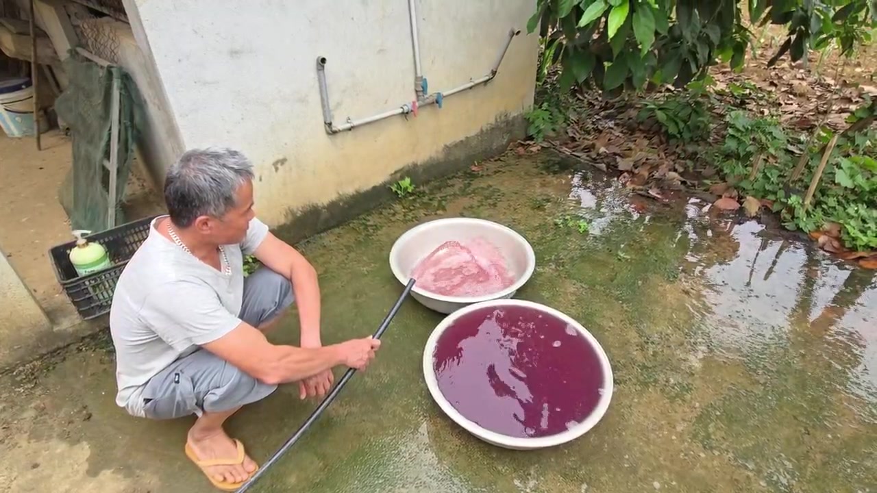清化省生活用水變紫,確認由企業廢水導致