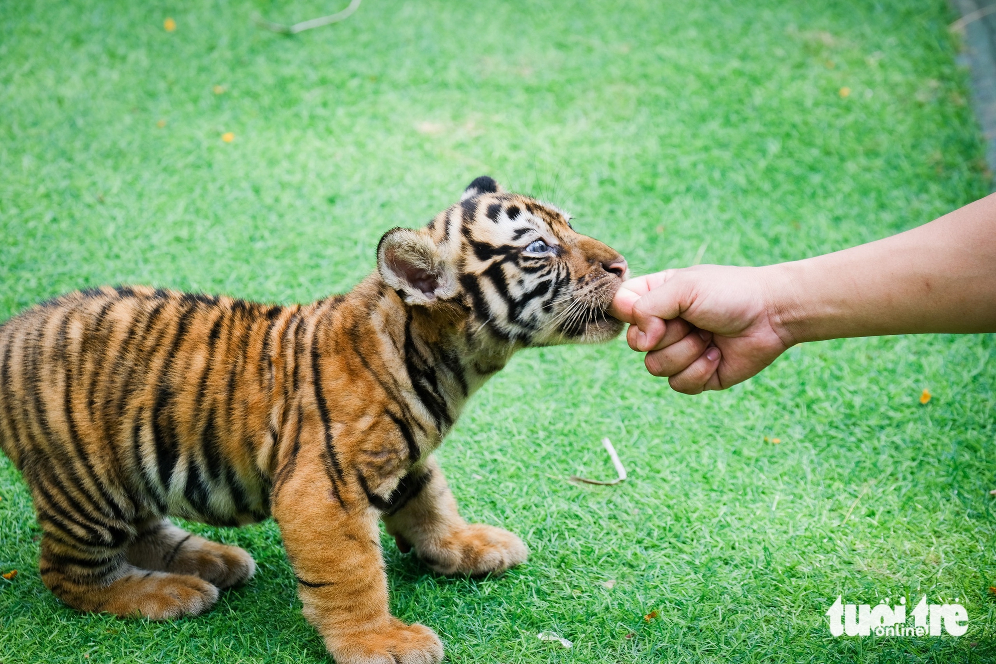 聽講歸仁FLC動物園孟加拉虎產崽的故事