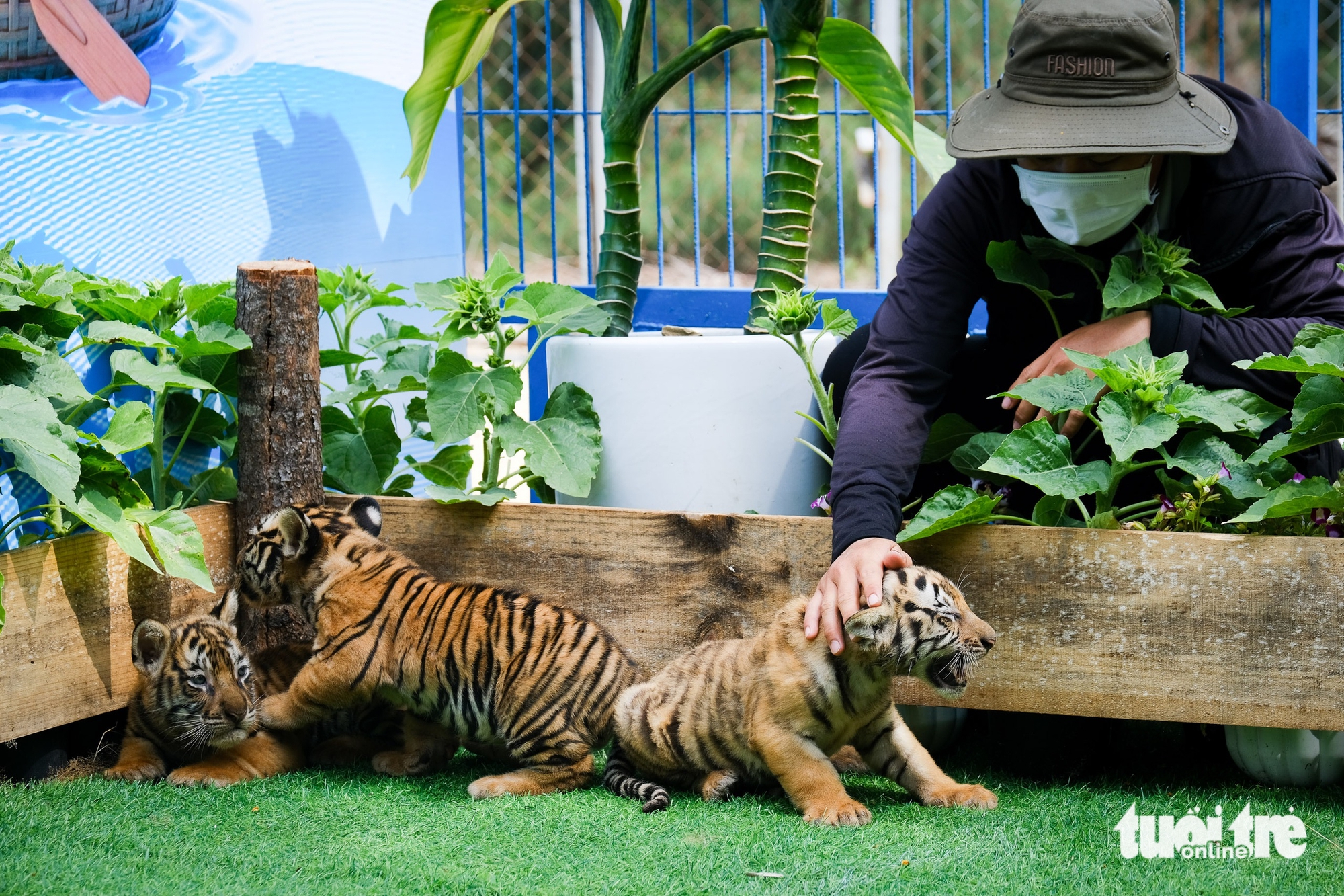 聽講歸仁FLC動物園孟加拉虎產崽的故事