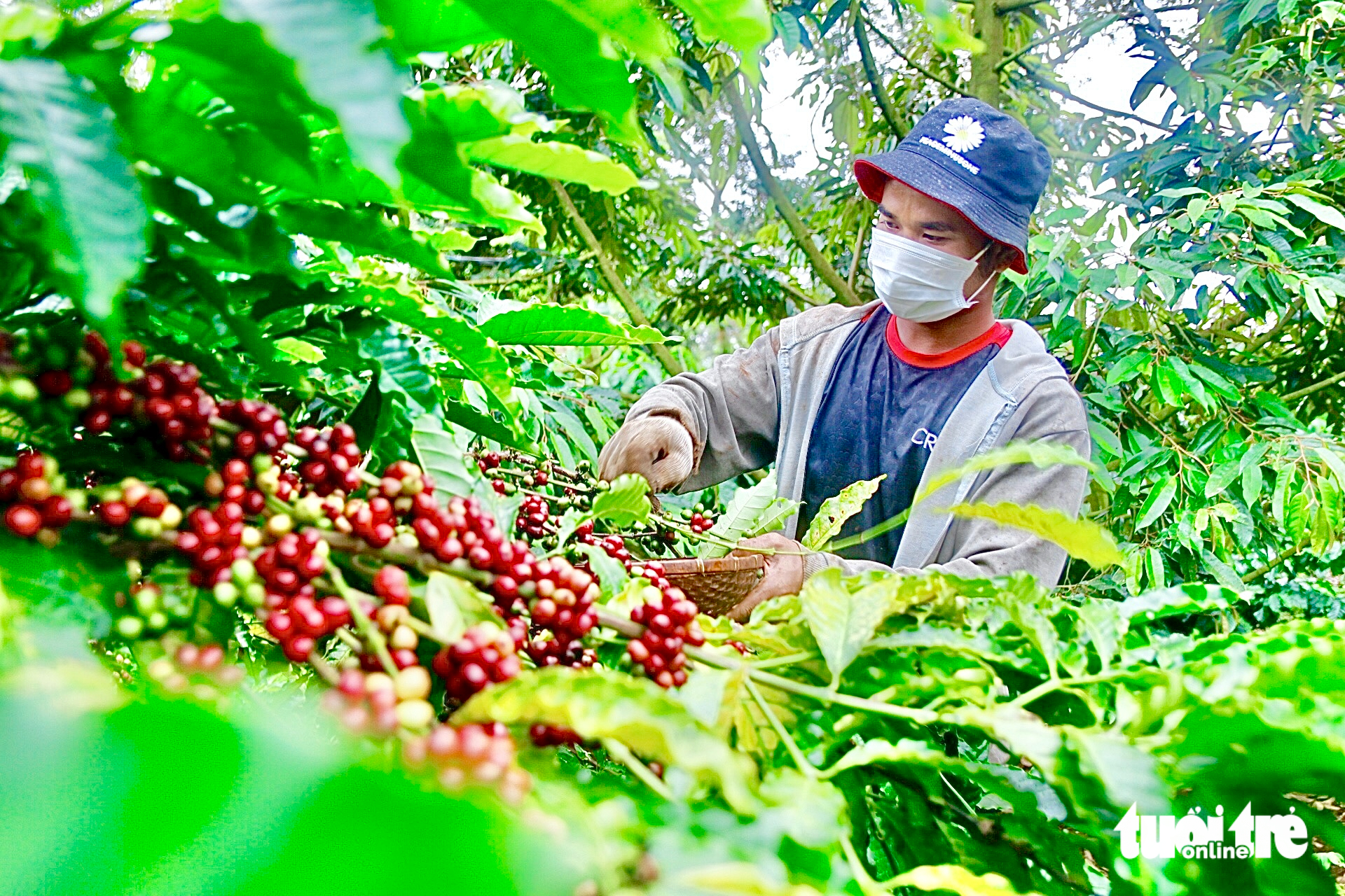 重新定义越南罗布斯塔咖啡:从销售产量转向销售价值