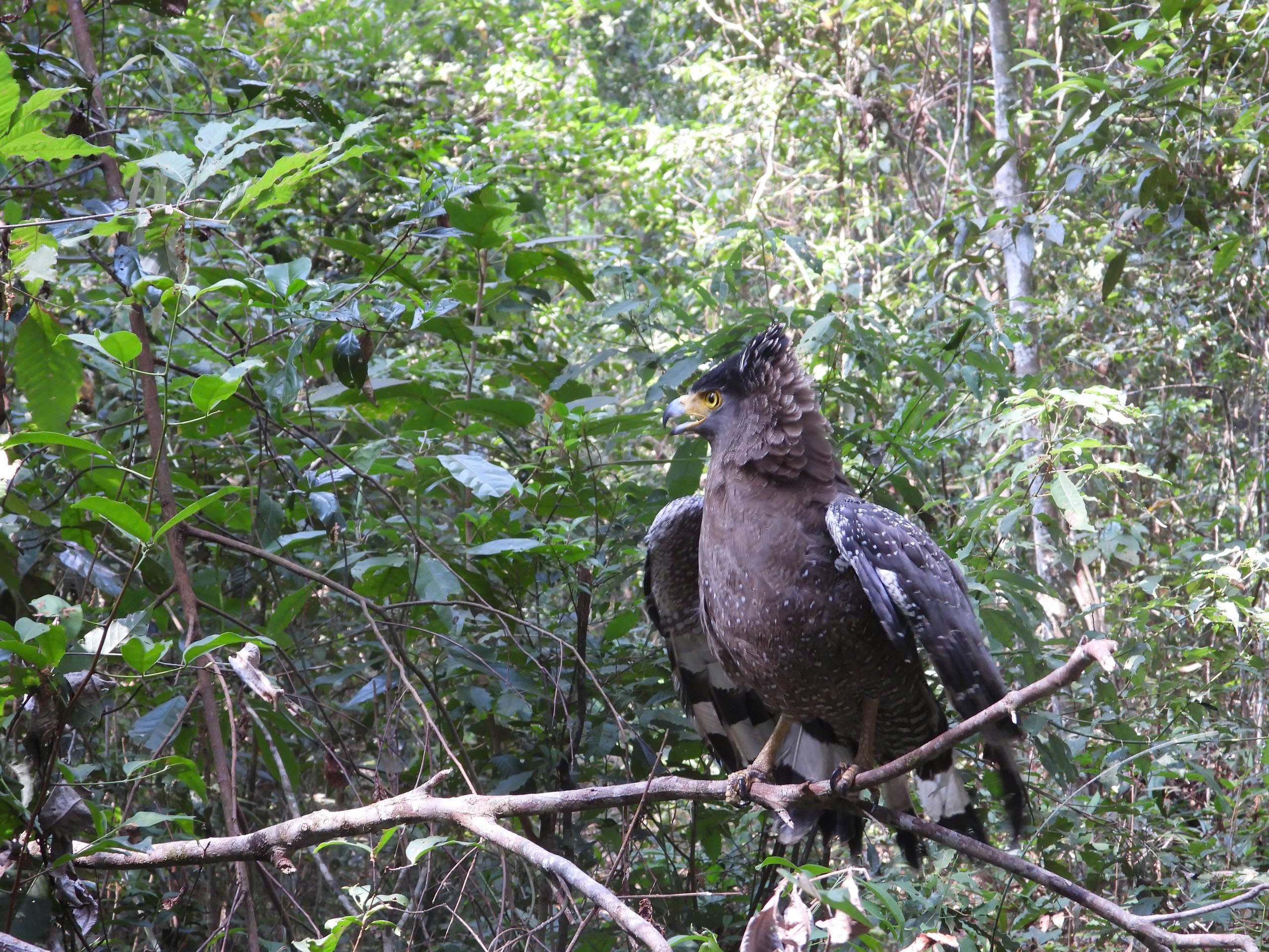 爪哇穿山甲、緬甸花雕、小懶猴被放歸昆卡京國家公園