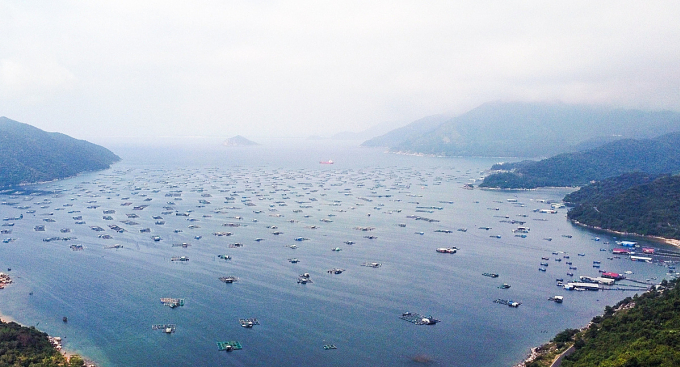 搬遷武羅灣超過37,000個龍蝦和魚類養殖浮排