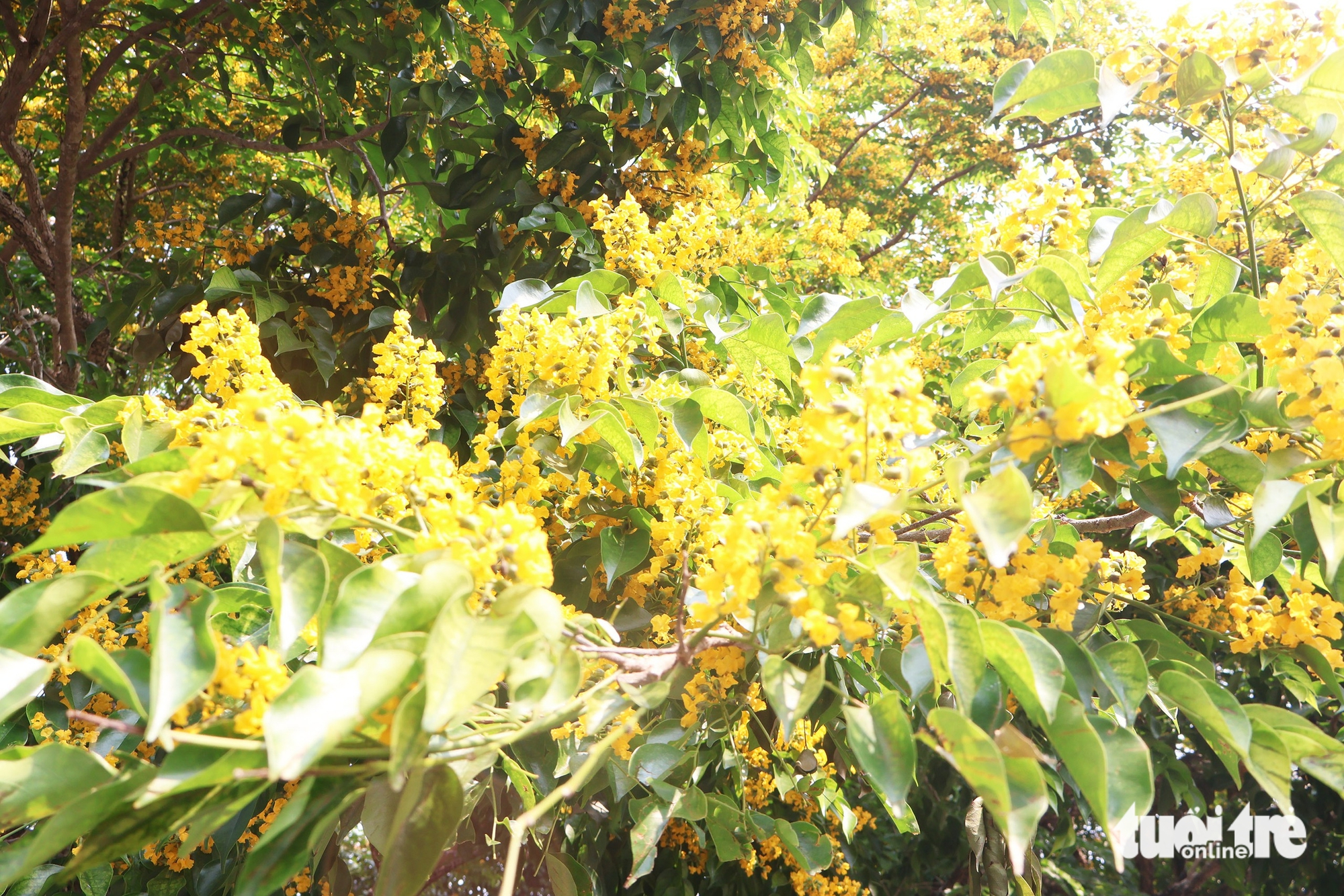 峴港南部金黃色的黃花風鈴木,香茶黃花風鈴木節“留住”遊客