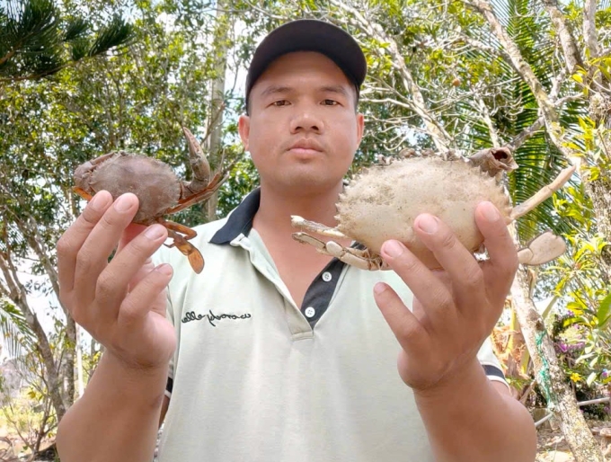 炎熱天氣導致金甌蝦蟹大量死亡