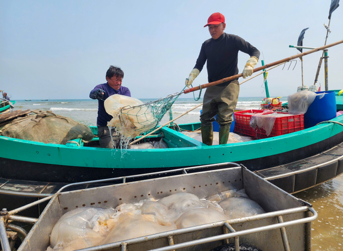 漁民捕獲大量海蜇