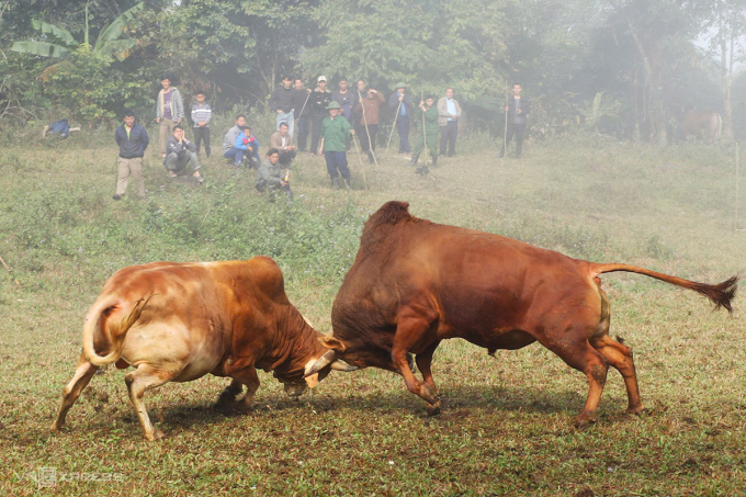 苗族人民獻牛祭祀,舉辦鬥牛節以報答父母恩情