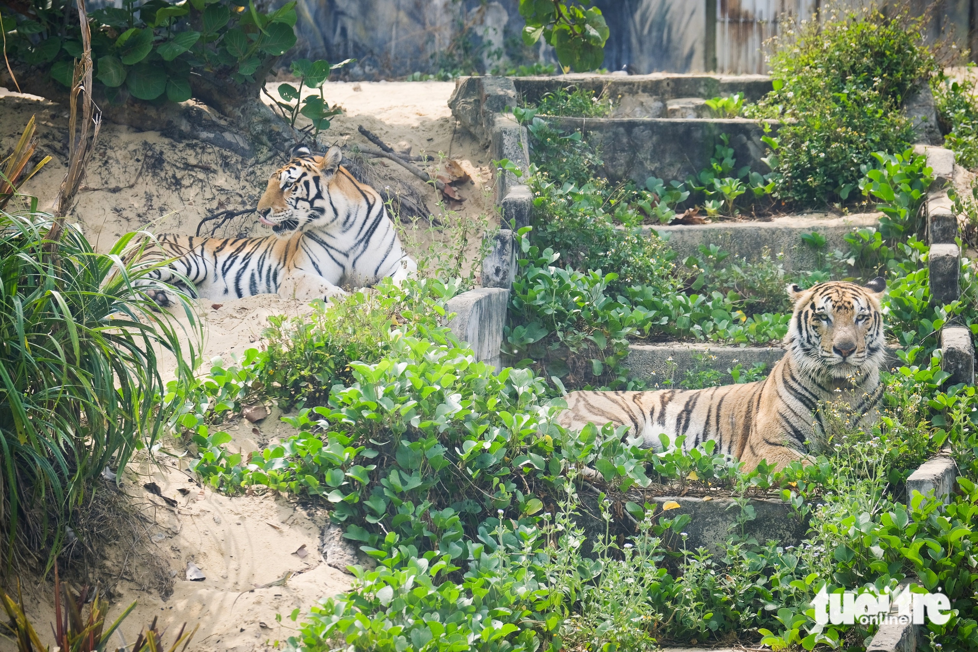 聽講歸仁FLC動物園孟加拉虎產崽的故事